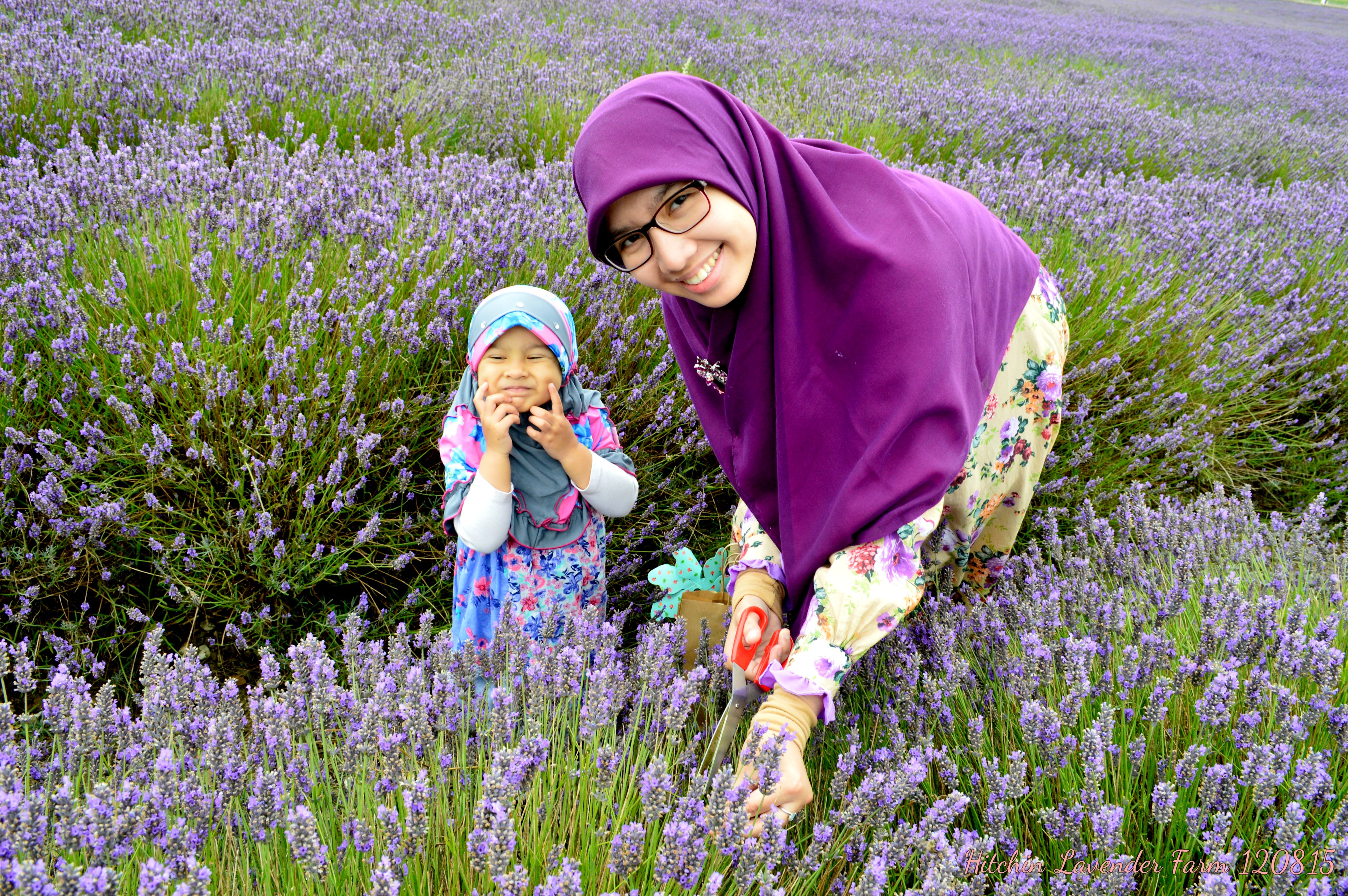 Hitchin Lavender Farm 2015 Dewi Nur Aisyah